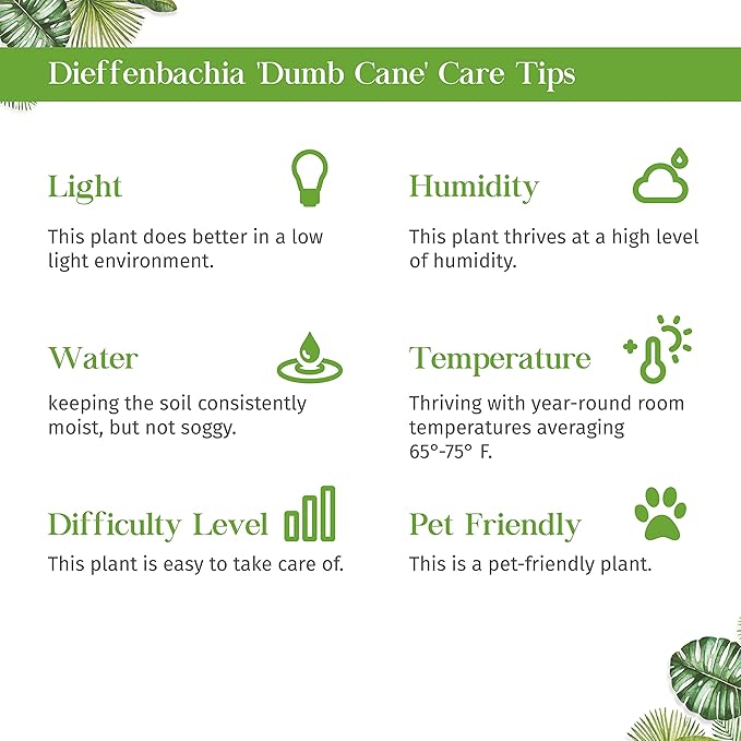 Dieffenbachia Camille Live Plant for Indoor | Different Houseplants in 3'' Pot | Real House Plant for Living Room, Office, Desk & Bathroom | Cane | Camille