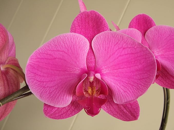 Athena's Garden 5" Phalaenopsis Orchids, Purple Blooms and Premium Container, One Size