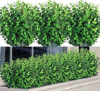 Ouddy Decor 8 Bundles Artificial Greenery Stems Fake Plants Outdoor UV Resistant Faux Plastic Boxwood for Kitchen Office Garden Porch Farmhouse Window Box Home Decor