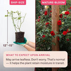 Heirloom Climbing Roses, Live Own Root Plant for Outdoor Garden, Dublin Bay®, Lightly Fragrant, Hardiness Zones 5-10, Continual Blooming