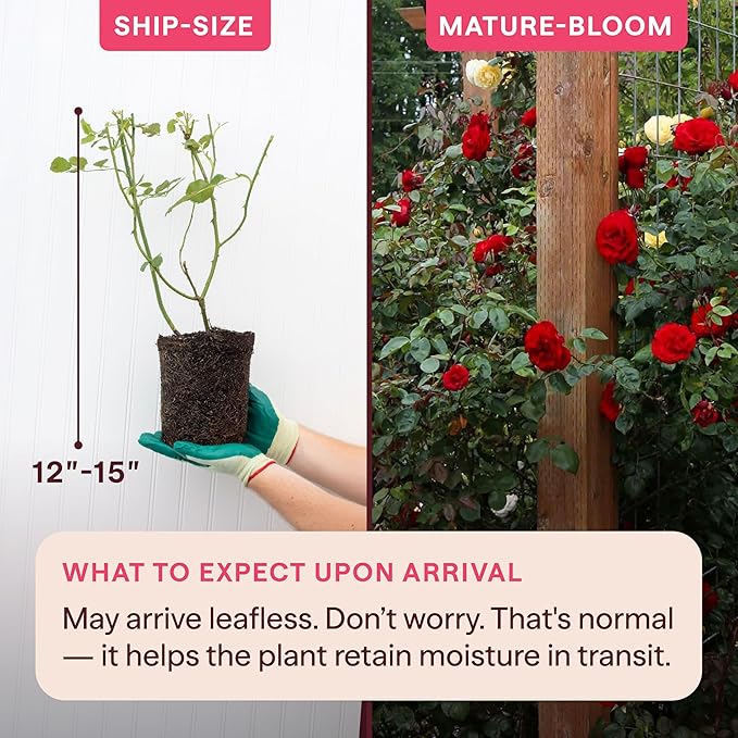 Heirloom Climbing Roses, Live Own Root Plant for Outdoor Garden, Dublin Bay®, Lightly Fragrant, Hardiness Zones 5-10, Continual Blooming
