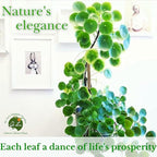 Dr. Lu’s Organic Chinese Money Plant (Pilea Peperomioides) | Rooted Friendship/UFO Plant | Rare House Plants for Good Fortune | Live Plants in 4'' Nursery Pot