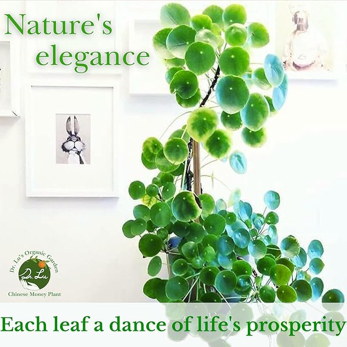 Dr. Lu’s Organic Chinese Money Plant (Pilea Peperomioides) | Rooted Friendship/UFO Plant | Rare House Plants for Good Fortune | Live Plants in 4'' Nursery Pot
