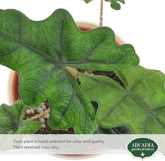 Arcadia Garden Products Live Jacklyn Alocasia Unique Indoor Houseplant in Plastic Pot, Tropical Plant Collector Gift for Home and Garden Decor, 4-inch, Beige