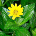 Chalily Water Zinnia, a Great Live Pond Plant for Your Water Garden. Filters The koi and Goldfish Pond. Good for Bogs, Plant Shelf or Shallow Water This marginal Aquatic is a Real Beauty