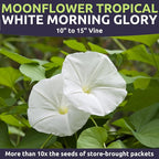 Moonflower – Tropical White Morning Glory – Large 1 Ounce Packet – 100 Flower Seeds for Planting – Ipomoea alba