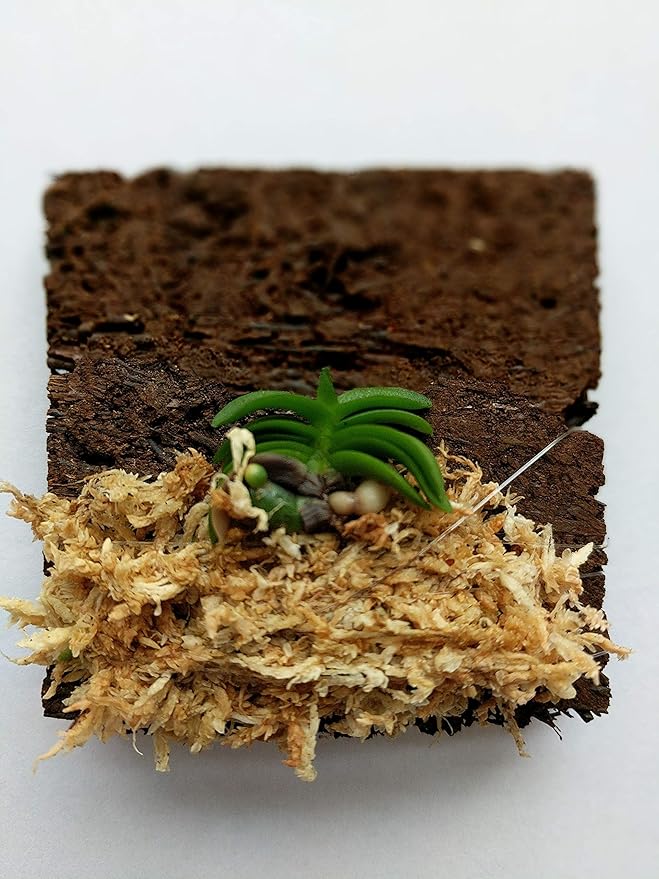 Schoenorchis Fragrans, Wood Board Mounted