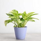 Thorsen's Greenhouse Marble Queen Pothos, Live Indoor Plant, Easy to Grow, Rare Variegated Houseplant, Natural Air Purifier, 4-inch Diameter Pot (Lavender)