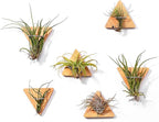 MITIME Air Plants Holders-Real Wood Live Air Plant Holders.Rustic Air Plant Stand,Wall-mounted to save space.(Plants not included)( Triangle Set of 6