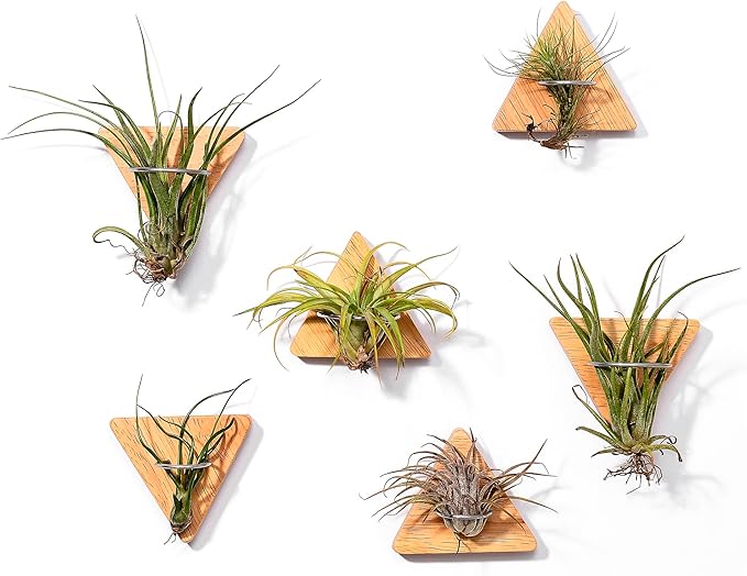 MITIME Air Plants Holders-Real Wood Live Air Plant Holders.Rustic Air Plant Stand,Wall-mounted to save space.(Plants not included)( Triangle Set of 6
