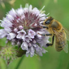 Chalily Water Mint, a Great Live Pond Plant for Your Water Garden. Filters The koi and Goldfish Pond. Good for Bogs, Plant Shelf or Shallow Water This marginal Aquatic is a Real Beauty