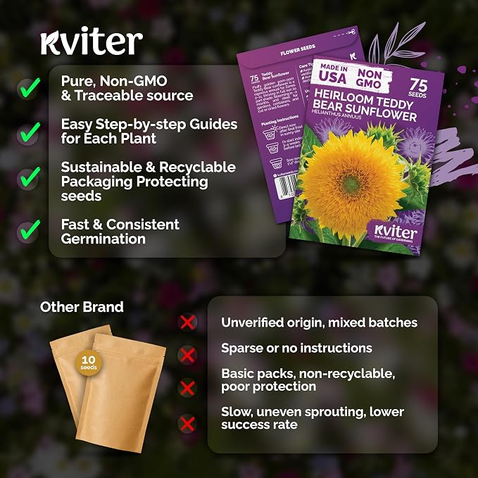 KVITER 75 Teddy Bear Sunflower Seeds (Helianthus Annuus) - Dwarf Sunflower, Fully Double Golden Pom-Pom Blooms, Non GMO Seed Packets - Flower Seeds for Outdoor Garden, Containers, Flower Beds