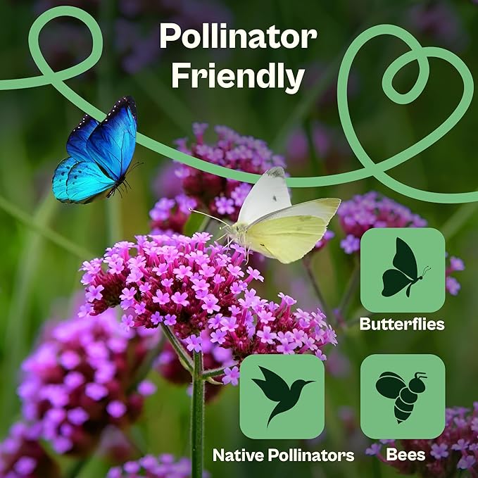 SVI 5500 Purpletop Vervain Seeds (Verbena Bonariensis) - Tall Verbena, Purple Blooms, Pollinator Magnet, Perrenial Seed in Seed Packets - Flower Seeds for Home Garden, Borders, Outdoor Flower Beds