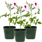 My Shelfie - Pink Bower Flower Vine, Pink Plant Vine for Trellises, Railings, Balconies, and More, 5-6 Inches Tall Live Plants in 2-Inch Pot, Outdoor Plant for USDA Zones 9-11 (3)
