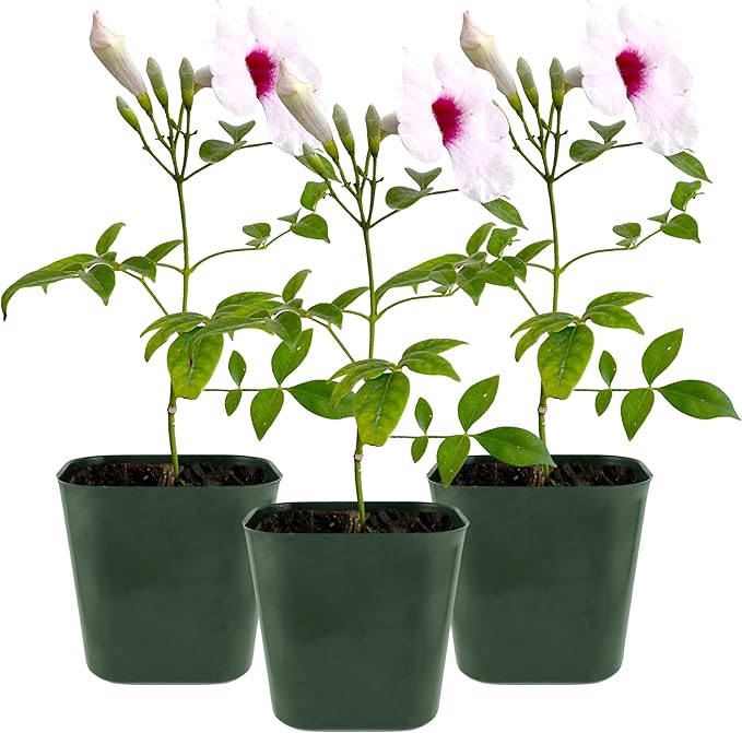 My Shelfie - Pink Bower Flower Vine, Pink Plant Vine for Trellises, Railings, Balconies, and More, 5-6 Inches Tall Live Plants in 2-Inch Pot, Outdoor Plant for USDA Zones 9-11 (3)