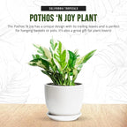 California Tropicals Pothos 'N Joy - 4" Live Plant - Variegated White and Green Leaves - Easy to Care for - Perfect for Home Decor, Gifts, and Office -