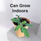Lemon Eucalyptus (Corymbia citriodora) Live Plant - Fragrant Indoor/Outdoor Plant with Natural Insect Repellent Citronella Oil (2 eucal-Lemon sacs)