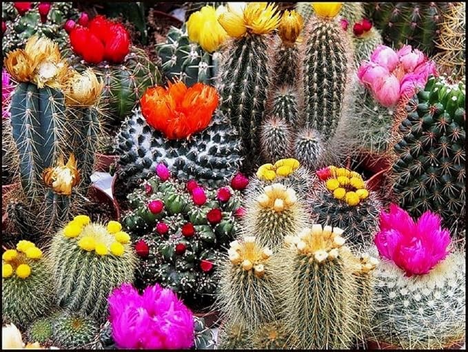 Cactus Mix Cacti About 50 Seeds for Planting Succulents Plant Group Cactaceae