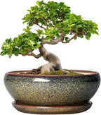 SQOWL Bonsai Planter - 10 Inch Ceramic Succulent Pots, Shallow Plant Pot Indoor with Drainage Hole and Saucer, Ceramic Bonsai Pots, Round Planter Bowl Outdoor, House Decor, Plant Lover Gifts, Brown