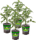 Bonnie Plants German Johnson Heirloom Tomato, Live Plant, 19.3 oz., 4-Pack