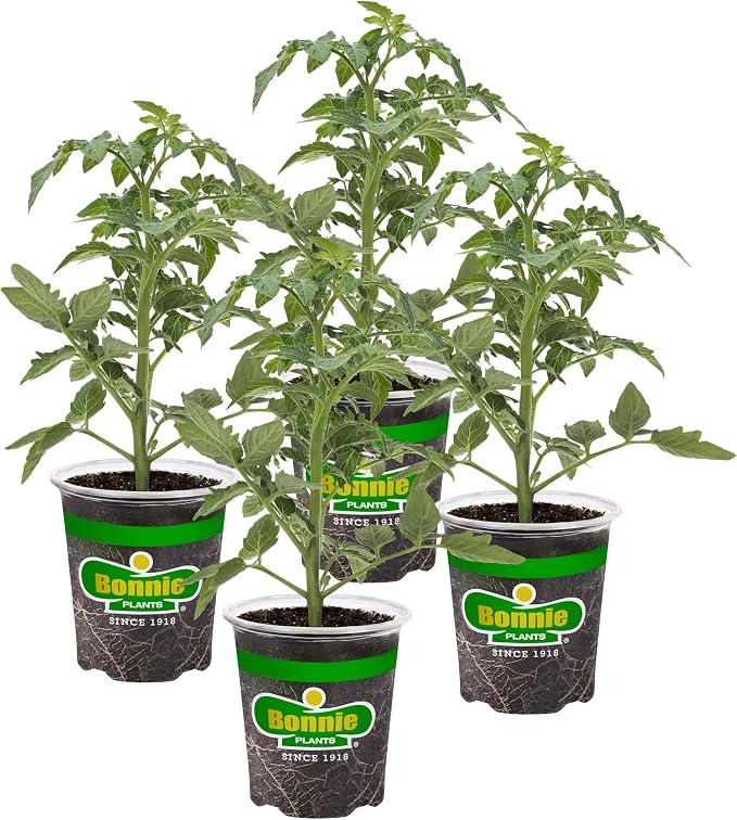 Bonnie Plants Lemon Boy Tomato, Live Plant, 19.3 oz., 4-Pack