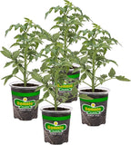 Bonnie Plants Golden Jubilee Heirloom Tomato, Live Plant, 19.3 oz., 4-Pack