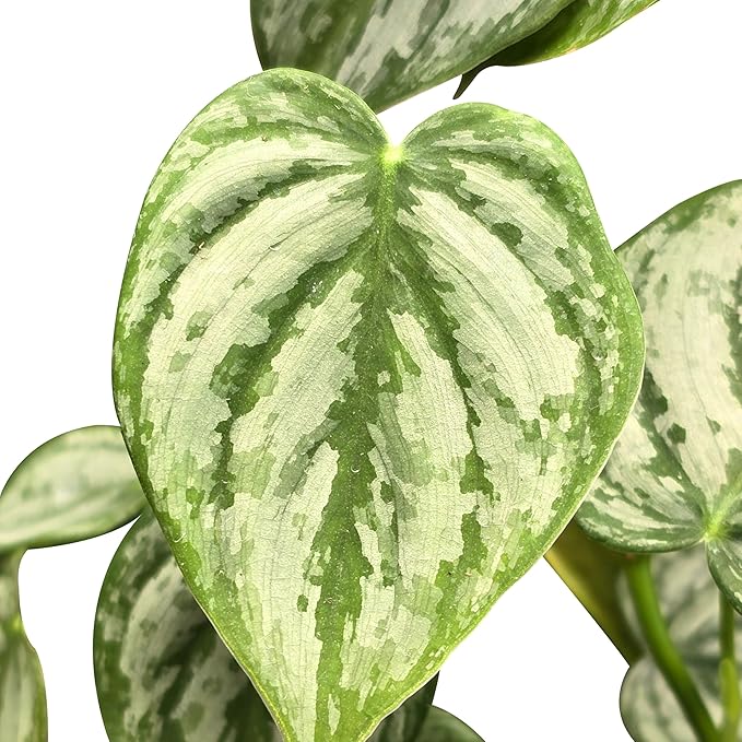 Philodendron Brandi Live Plant [Winter Thermal Packaging Included] | House Live Plants | Living Room Decor, Office Decor, Desk & Bathroom Decor | Silver Leaf | 4.5inch (Ceramic Pot Not Included)