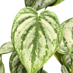 Philodendron Brandi Live Plant [Winter Thermal Packaging Included] | House Live Plants | Living Room Decor, Office Decor, Desk & Bathroom Decor | Silver Leaf | 4.5inch (Ceramic Pot Not Included)