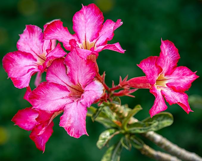 CarpetC 10+ Desert Rose Seeds for Planting, Adenium obesum Caudex Succulent with Showy Blooms, Non-GMO Heirloom for Bonsai and Containers