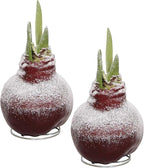 Snow Flecked Waxed Amaryllis Bulb - Valentines Red (2 Plants Per Pack), Easy Care - No Watering Needed! Beautiful Live Decor (Pack of 2)