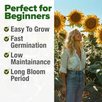 HOME GROWN Sunflower Seeds to Plant | 520+ Giant Mammoth Sunflower Seeds for Planting Bulk Packet | Heirloom, High Germination, Easy to Grow Jumbo Sun Flower for Home Garden(Helianthus annuus)