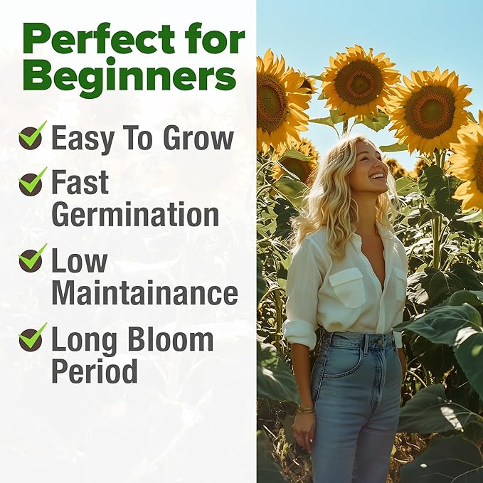 HOME GROWN Sunflower Seeds to Plant | 520+ Giant Mammoth Sunflower Seeds for Planting Bulk Packet | Heirloom, High Germination, Easy to Grow Jumbo Sun Flower for Home Garden(Helianthus annuus)
