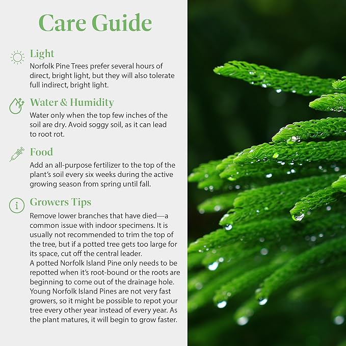 American Plant Exchange Norfolk Island Pine Tree, 10-Inch Pot, Soft Touch, Evergreen Houseplant, Live Indoor & Outdoor Plant, Holiday Tree for Festive Home Decor