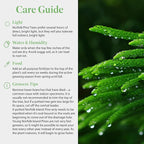 American Plant Exchange Norfolk Island Pine Tree, 10-Inch Pot, Soft Touch, Evergreen Houseplant, Live Indoor & Outdoor Plant, Holiday Tree for Festive Home Decor