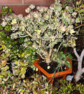 1pcs Crassula Ovata Variegata Variegated Jade Plant Tricolor Jade with a Touch of Pink Plant (2 Inch Pot)