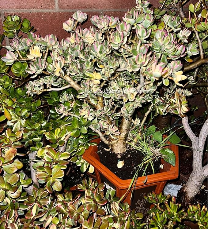 1pcs Crassula Ovata Variegata Variegated Jade Plant Tricolor Jade with a Touch of Pink Plant (2 Inch Pot)