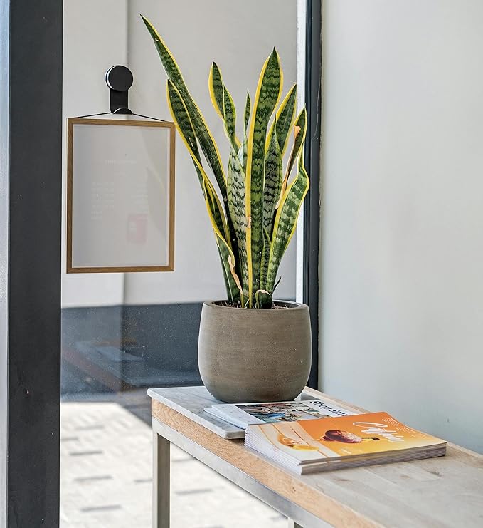 Live Snake Plant – Sansevieria Superba Trifasciata – ragnaroc Tropical Plant in 4” Pot +6” Plant Height, Indoor House Plant in Pot, Potted Succulent Plant