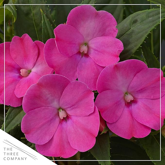 Live Flowering Sunpatiens - Purple (3 Plants Per Pack), Beautiful Annual Summer Color, 10" Tall by 6" Wide in 1 Quart Pot