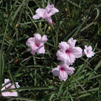 Chalily Pink Blue Bells, a Great Live Pond Plant for Your Water Garden. Filters koi and Goldfish Ponds. Good for Bogs, Plant Shelf or Shallow Water This marginal Aquatic is a Real Beauty