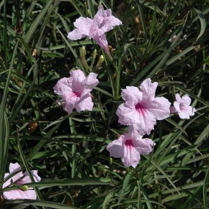 Chalily Pink Blue Bells, a Great Live Pond Plant for Your Water Garden. Filters koi and Goldfish Ponds. Good for Bogs, Plant Shelf or Shallow Water This marginal Aquatic is a Real Beauty