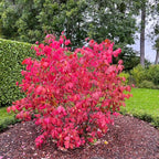 Dwarf Burning Bush Live Plant in Quart Pot, Red Burning Bush Shrubs for Outdoor Planting, 6 to 10 Inches Tall, Perennial Vibrant Bushes