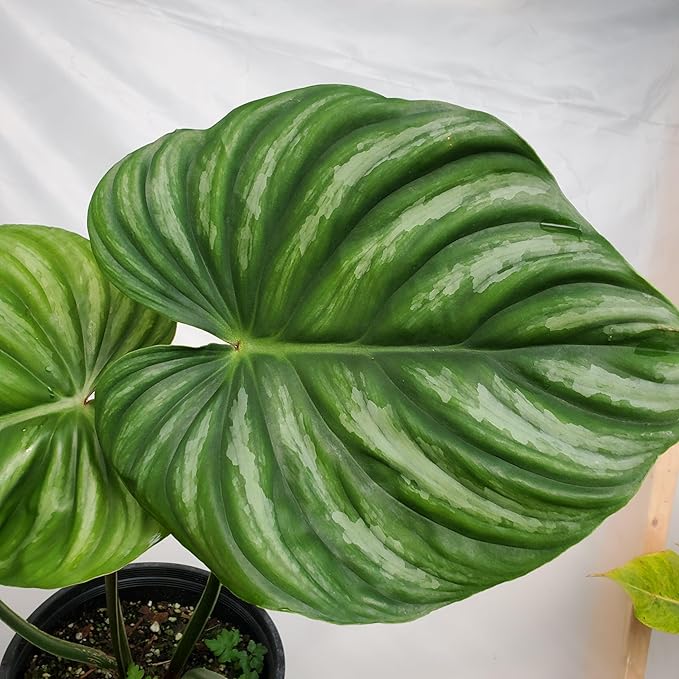 Plowmanii Philodendron - Live Plant in a 2 Inch Pot - Rare and Elegant Indoor Houseplant