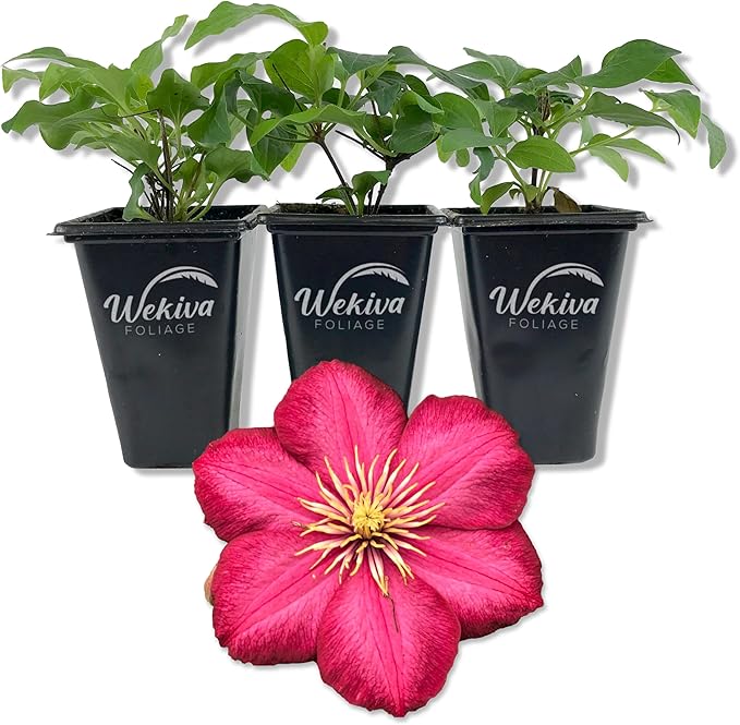 Clematis Ernest Markham - 3 Live Starter Plants in 2 Inch Pots - Starter Plants Ready for The Garden - Beautiful Maroon Flowering Vine
