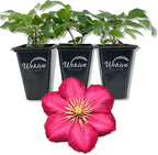 Clematis Ernest Markham - 3 Live Starter Plants in 2 Inch Pots - Starter Plants Ready for The Garden - Beautiful Maroon Flowering Vine