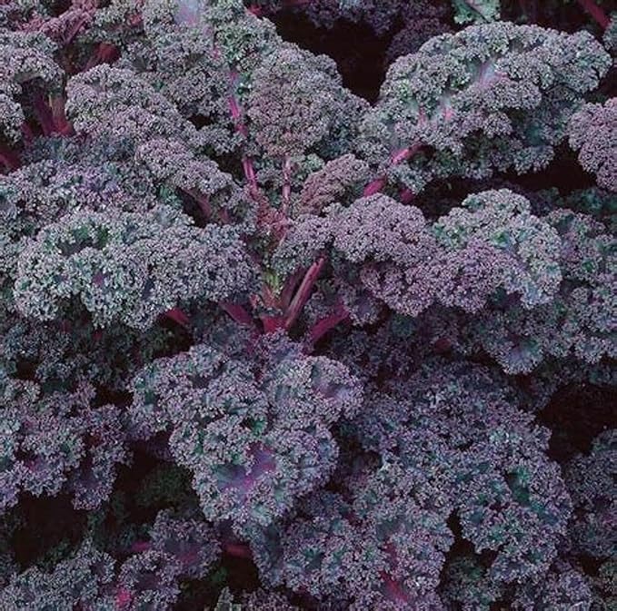 500 Scarlet Kale seeds for planting Heirloom Non GMO 2+ grams Garden Vegetable bulk Survival