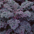 500 Scarlet Kale seeds for planting Heirloom Non GMO 2+ grams Garden Vegetable bulk Survival