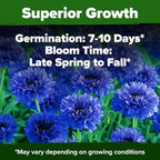 HOME GROWN Bachelor Button Seeds Tall Blue - 6000 Cornflower, Stunning Blue Blooms for Wildflower Gardens, Non-GMO Flowers & Pollinator-Friendly Spaces, Low Maintenance Flower Seeds (Centaurea cyanus)
