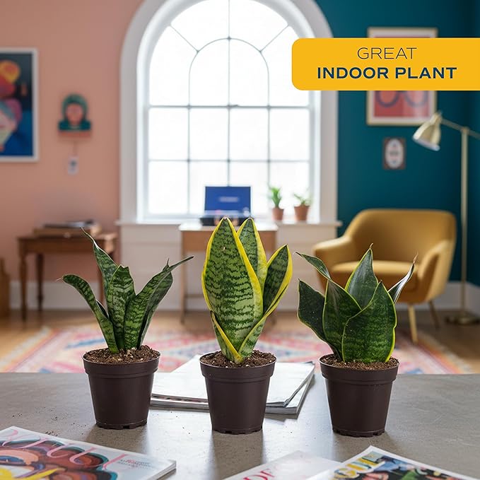 Costa Farms Snake Plant, Live Plants in Plastic Pots, Easy to Maintain, Air Purifying Indoor Succulent Houseplants, Assorted Variety, Home, Room, or Office Decor, Pack of 3, 8-12 Inches Tall