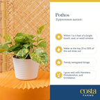 Costa Farms Golden Pothos Live Plant, 10-Inch Hanging Basket, Large Devil's Ivy Trailing Indoor Houseplant, Low Light Easy Care, Boho Home Decor, Housewarming Gift