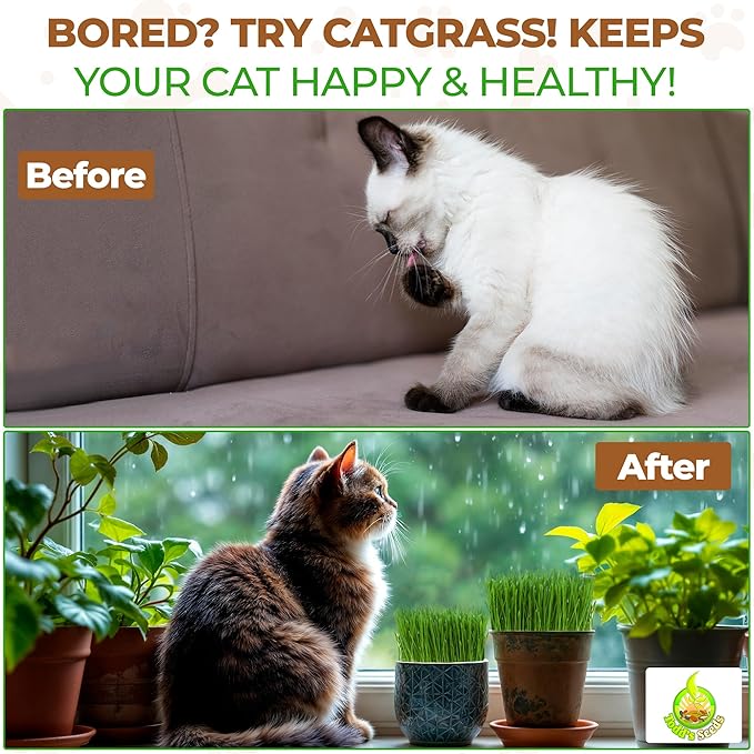Todd's Seeds Wheatgrass Seeds; Hard Red Winter Wheat, Non-GMO, Chemical Free, High Germination (1/4 Pound)